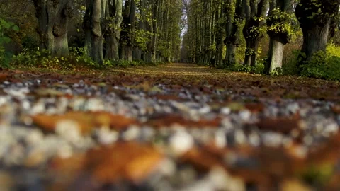 Low angle view of a old boulevard in a forest, stock footage Stock Footage 140034379