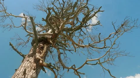 Low angle view of old leaveless tree. Bue sky with rare white clouds are on Stock Footage 140094697