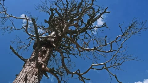 Low angle view of old leaveless tree. Bue sky with rare white clouds are on Stock Footage 151403175