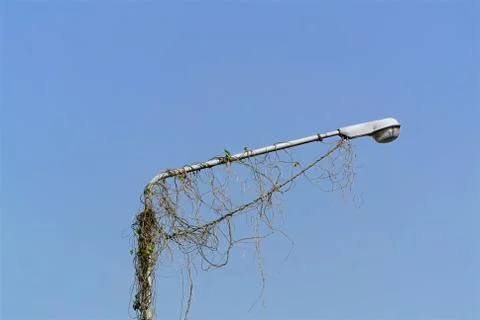 Low Angle View of Old Lighting Post with Climbing Ivy Plants Foto stock