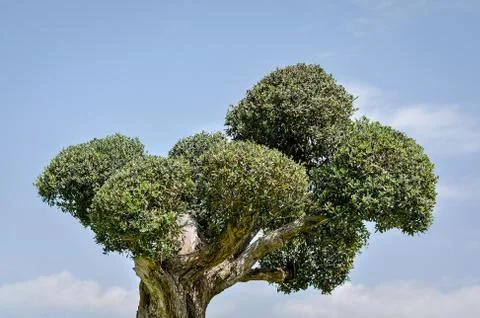 Low angle view of old  olive  tree against blue sky . Stock Photos