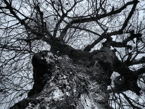 Low angle view of an old rugged tree trunk and bare branches against the sky. Stock Photos