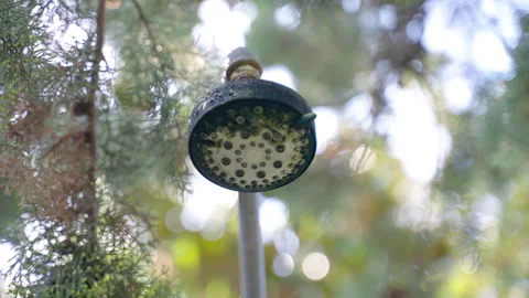 Low angle view of old rusty shower head against moving tree branches background Stock Footage 296966822