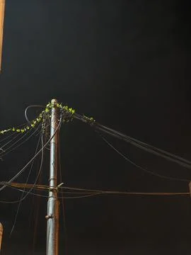Low Angle View of an Old Utility Pole with Tangled Wires and Growing Vines a Stock Photos