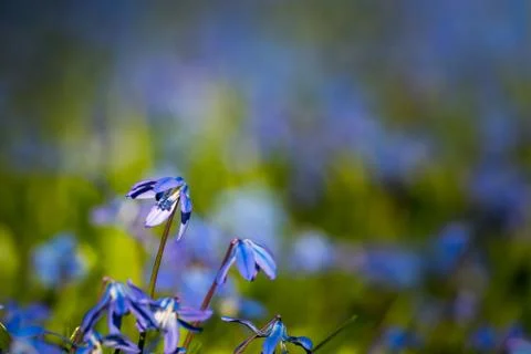 Low angle view of one speciman of large group of blue blooming squill flowers Stock Photos