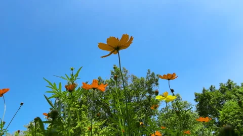 Low-angle view of orange and yellow cosmos flowers and green grasses Stock Footage 287572750