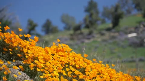Low angle view of orange California poppies against a bright blue spring sky Stock Footage 62430064