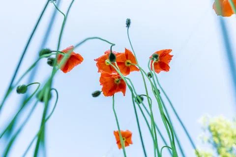 Low angle view of orange poppies reaching toward a bright summer sky Stock Photos