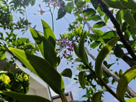 A low-angle view of an orchid flower, a rambutan branch, and pothos leaves Stock Photos