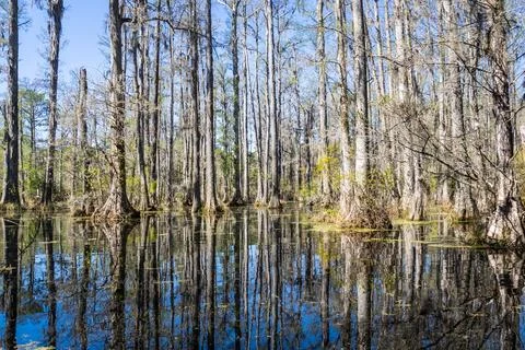 Low angle view over the water of a South Carolina swamp with tall trees risin Stock-Fotos