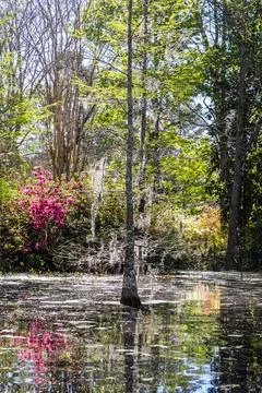 Low angle view over the water of a South Carolina swamp with tall trees risin Fotos Stock