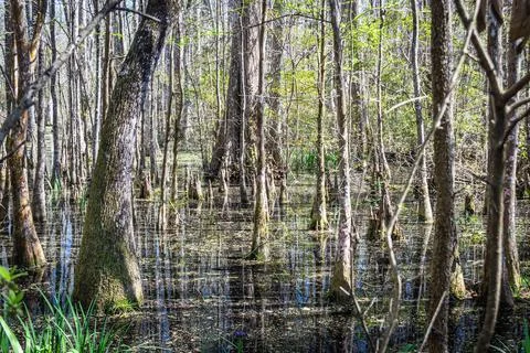 Low angle view over the water of a South Carolina swamp with tall trees risin 库存照片