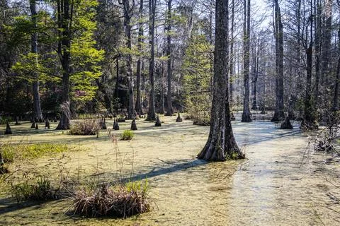 Low angle view over the water of a South Carolina swamp with tall trees risin Stockfoto's