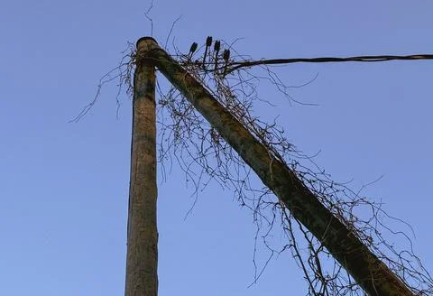 Low Angle View of Overgrown Utility Pole and Cable Photos