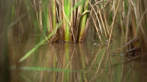 Low angle view padi di sawah Stock Footage 209756241
