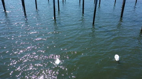 A low angle view of a pair of white swans in the bay, on a bright &amp; sunny Vídeo Stock 128299167