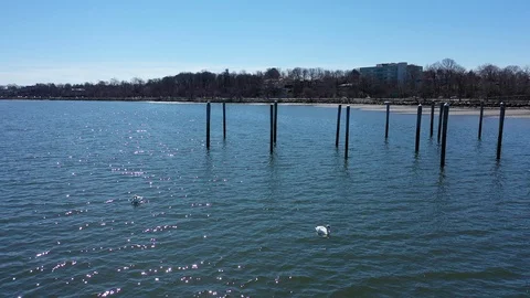 A low angle view of a pair of white swans in the bay, on a bright &amp; sunny Vídeo Stock 128317146