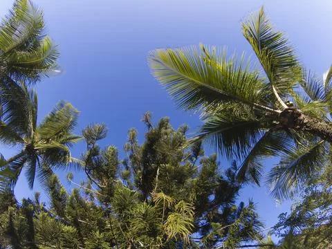 Low angle view of palm and pine trees and blue sky Stock Photos
