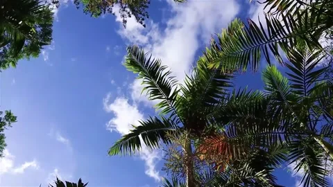 Low-Angle View of Palm Fronds Against a Vivid Blue Sky with Fluffy Clouds Stock Footage 302310136