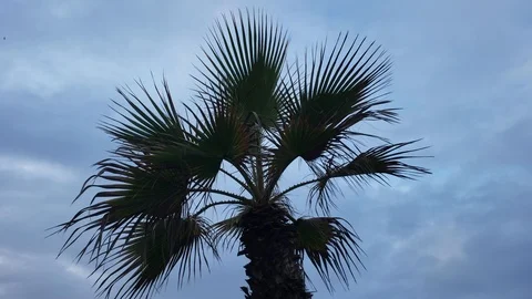 Low angle view of a Palm tree against cloudy sky Stock Footage 120136779