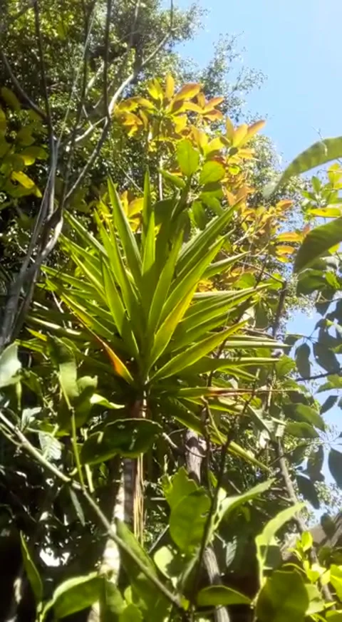 Low angle view of a palm tree in mexico Stock Footage 257718008