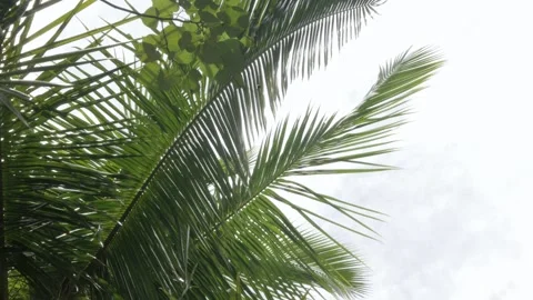 Low angle view to the palm tree over the local paradise sunshine time Stock Footage 259788477