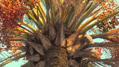 Low angle view of palm tree with ripe dates hanging from crown against blue.. Stock Footage 336427613