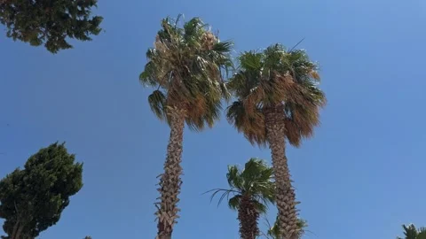 Low Angle View of Palm Tree Tops Against Clear Blue Sky Stock Footage 343838675