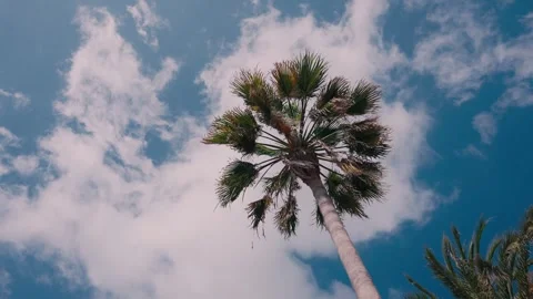 Low Angle View of Palm Tree Against Blue Sky Stock Footage 346022137