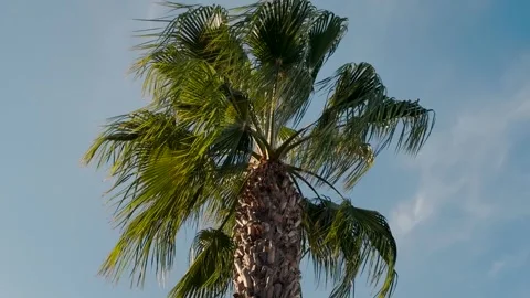 Low angle view of a palm tree with leaves moving in the wind Video stock 346804465