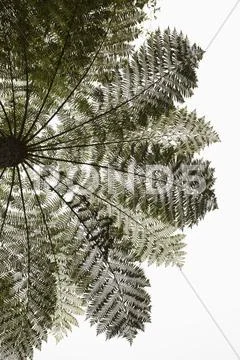 Low angle view palm tree against clear sky Stock Photos