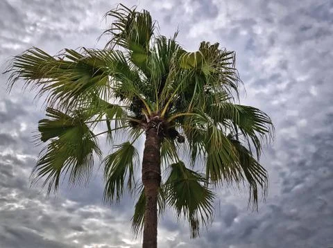 Low Angle View of Palm Tree Against Cloudy Sky Stock-Fotos