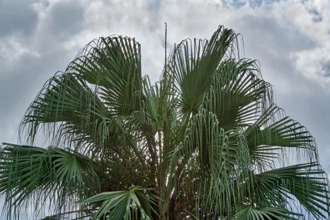 Low Angle View of Palm Tree Against Cloudy Sky Stock Photos
