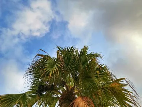 Low Angle View of Palm Tree Top Against Blue Cloudy Sky Stock Photos