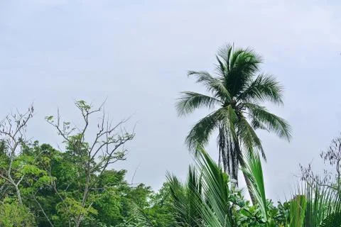 Low Angle View of Palm Tree Top Against Blue Cloudy Sky Foto stock