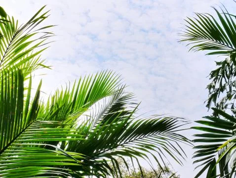Low Angle View of Palm Tree Top Against Blue Cloudy Sky Stock Photos