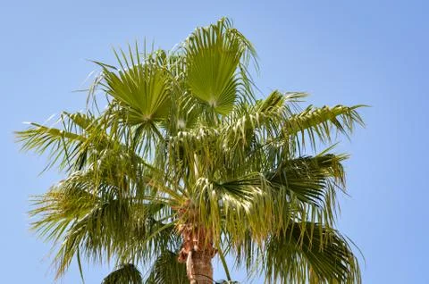 Low angle view of  palm tree against clear blue sky. Stock Photos