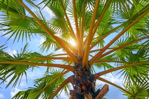 Low Angle View Of Palm Tree in the Sky Stock Photos