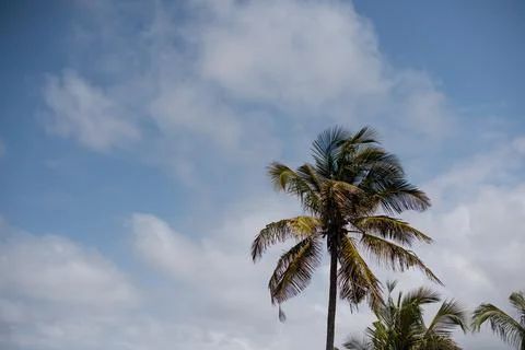 Low angle view of palm tree with clear sky Photos