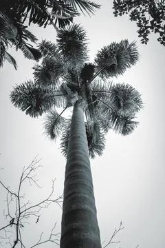 Low Angle view from a Palm tree, in the Jardim Botanic Garden in São Paulo Stock Photos