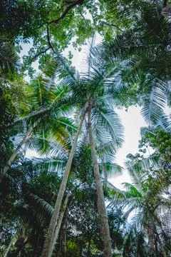 Low Angle view from a Palm tree, in the Jardim Botanic Garden in São Paulo Stock Photos