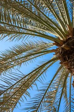 Low-angle view of palm tree against clear blue sky. Perfect for summer, travel Stock Photos