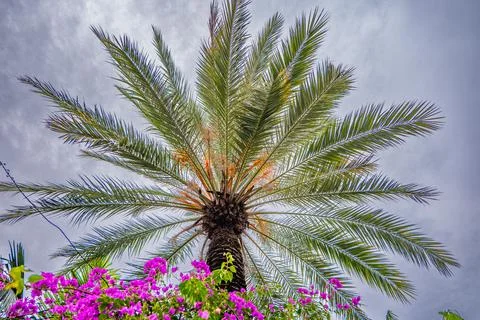Low Angle View of Palm Tree and Purple Bougainvillea Stock Photos