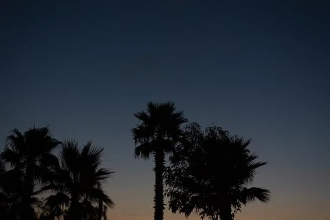 Low angle view of palm tree silhouettes in twilight sky gradient Stock Photos