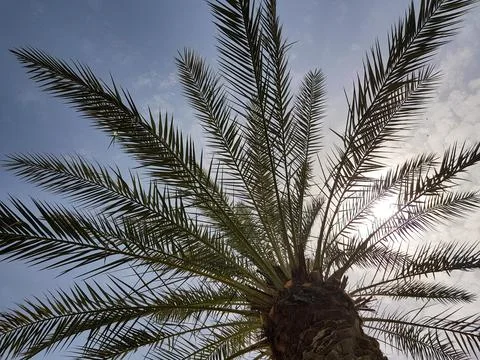Low angle view of a palm tree with long green leaves spreading against the sky,  写真素材