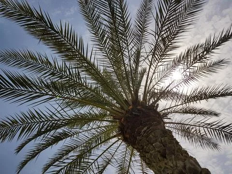 Low angle view of a palm tree with long green leaves spreading against the sky,  Fotos Stock
