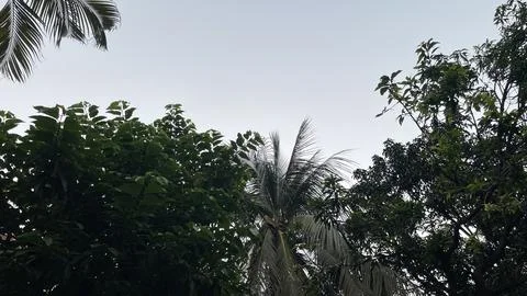 Low angle view of palm tree and dense green foliage against an overcast sky Stock Photos