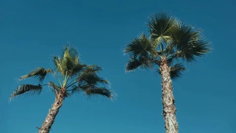 Low angle view of palm trees against sky Stock Footage 120136858