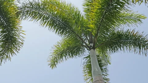 Low angle view of palm trees on sunny day Stock Footage 150264509