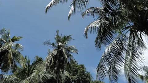 Low angle view on Palm trees against the blue sky Stock Footage 220024249